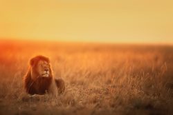 lion lying on brown grass field during sunset